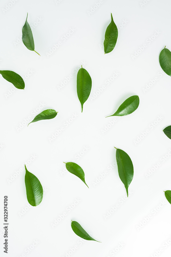 green leaves isolated on a white background. top view, layout . flat lay