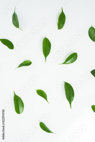 green leaves isolated on a white background. top view, layout . flat lay
