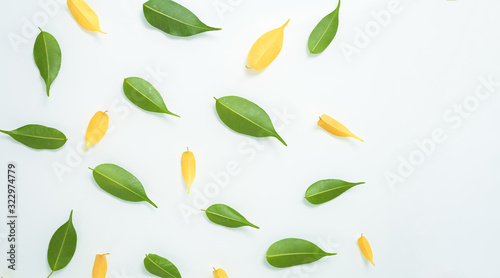 green and yellow leaves isolated on a white background. the spring theme. composition top view, layout . flat lay