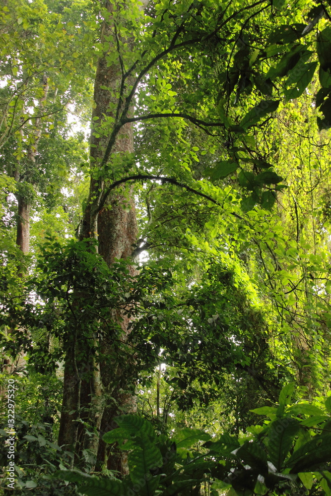Fototapeta premium Exuberant nature inside a tropical rainforest