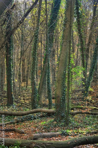 Fototapeta Naklejka Na Ścianę i Meble -  Trees twined with ivy in a summer forest