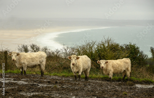Vaches normandes au bord de l'océan atlantique