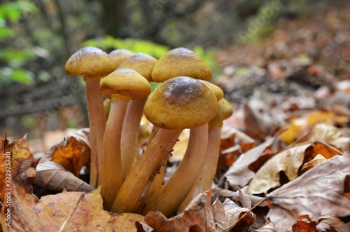 Beautiful honey fungus among the fallen leaves in the autumn forest photo