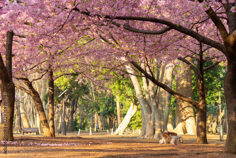 Sakura cherry blossom tunnel in Japan with puppy Sakura cherry blossom tunnel in Japan with puppy