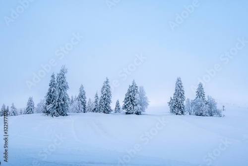 Seasonal scenery in winter: Snow-covered pine trees against the blue sky