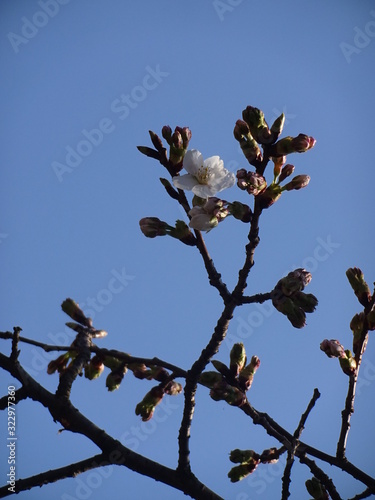 Cherry blossom in Nagahama city, Japan photo