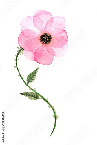 Sfondo con delicato fiore rosa dipinto ad acquerello isolato su sfondo bianco