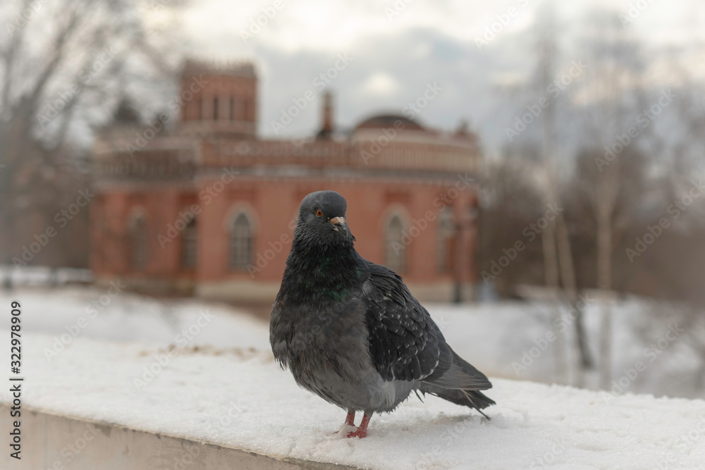 Obraz premium dove of peace