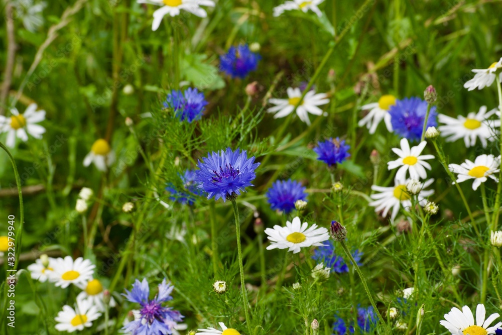 Blue cornflowers in a field of daisy flowers