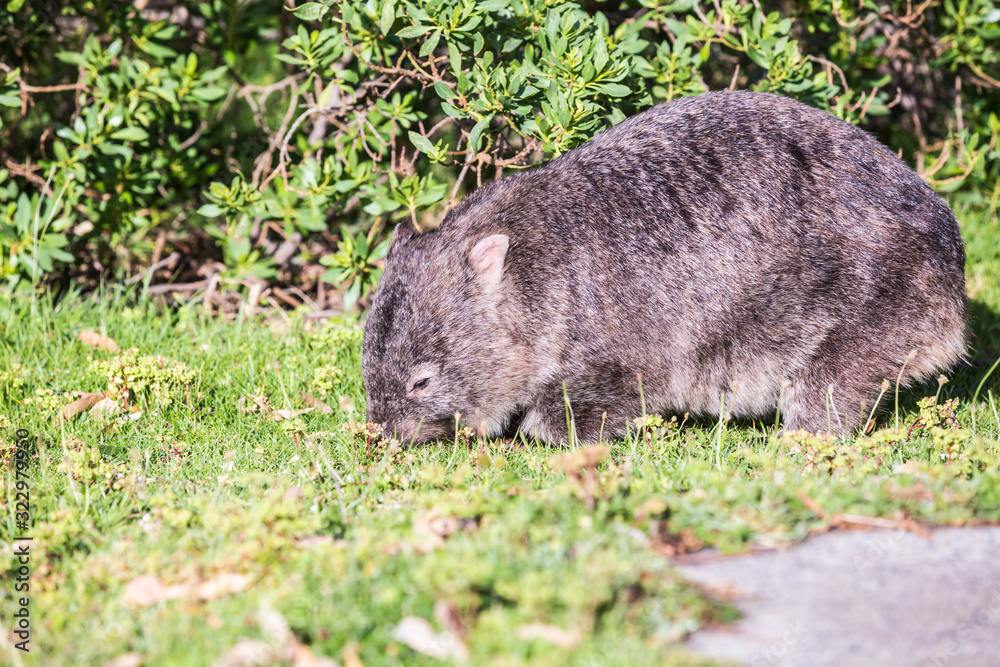 Wombat am graßen Wombat am graßen