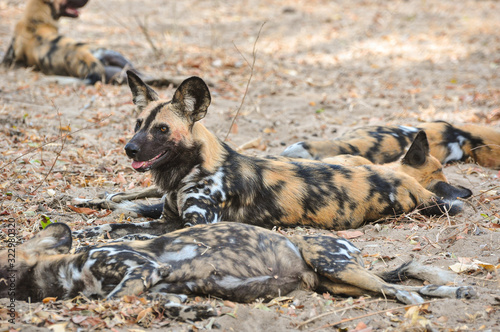 African Hunting Dog, Selous Game Reserve, Tanzania © dvlcom