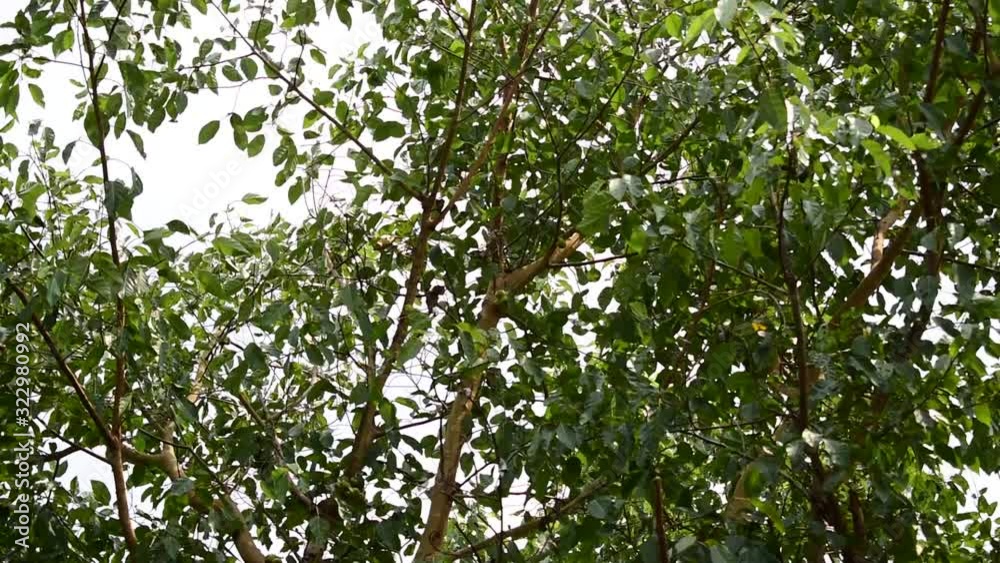 Green leaves swaying on trees in the forest Green leaves swaying on trees in the forest