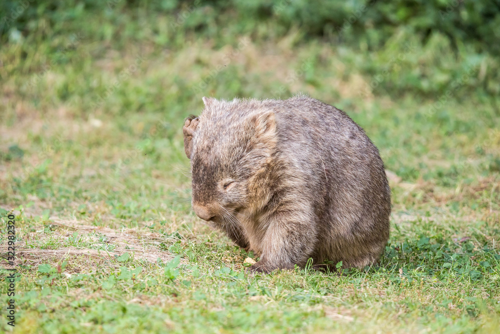 wilder Wombat in Australien wilder Wombat in Australien