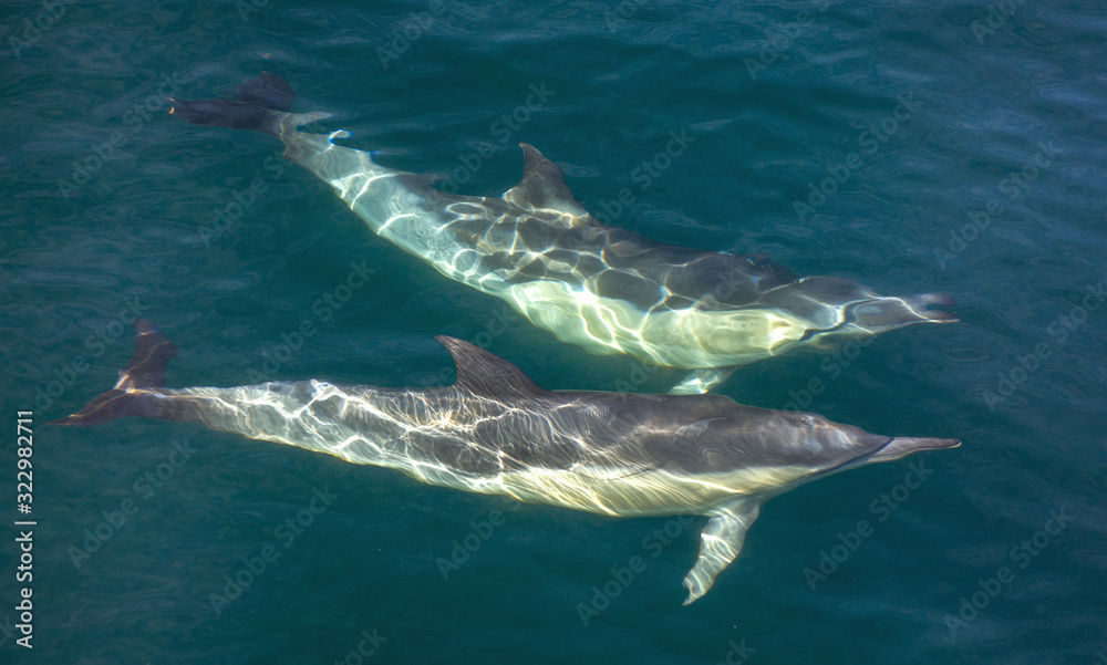 Fototapeta premium Group of dolphins, underwater swimming in the ocean and hunting for fish. The Long-beaked common dolphin ( Delphinus capensis ) swim in atlantic ocean. Blue water background