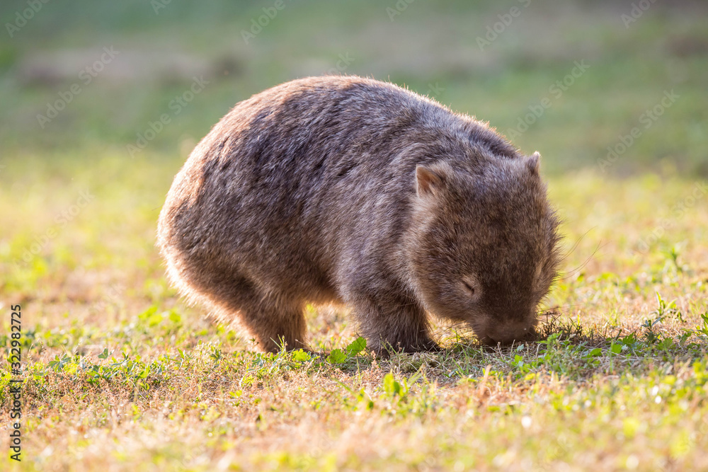 wilder Wombat im Abendlicht (Kangaroo Valley, Australien) wilder Wombat im Abendlicht (Kangaroo Valley, Australien)