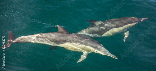Group of dolphins  underwater swimming in the ocean and hunting for fish. The Long-beaked common dolphin   Delphinus capensis   swim in atlantic ocean. Blue water background