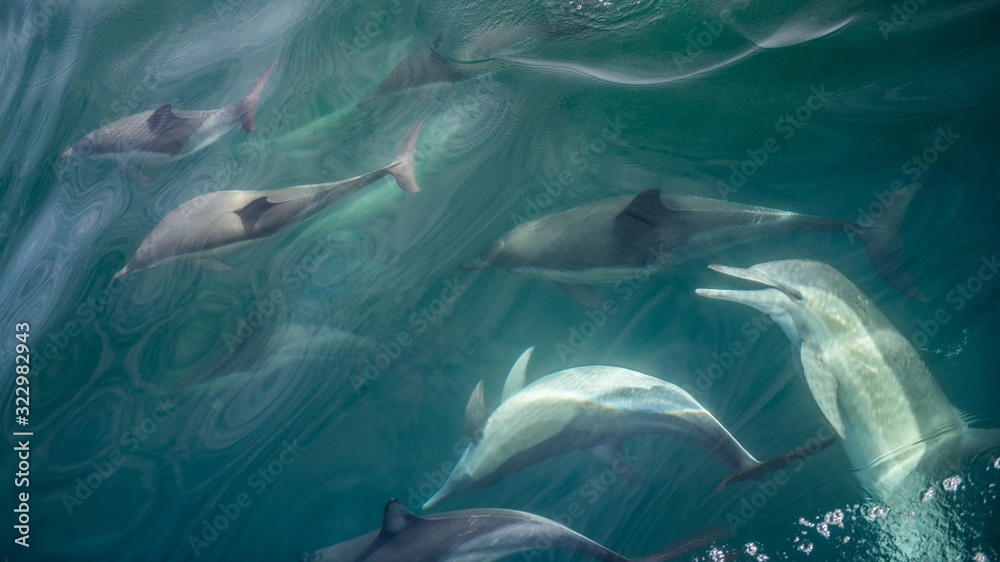 Fototapeta premium Group of dolphins, underwater swimming in the ocean and hunting for fish. The Long-beaked common dolphin ( Delphinus capensis ) swim in atlantic ocean. Blue water background