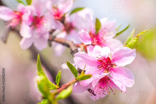 Natural beauty of flowering trees close-up. Spring gentle background of flowering trees. Romantic spring colors and place for text.