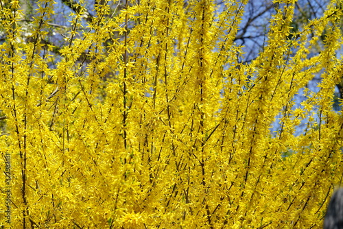 Forsythia shrub with vivid yellow flowers is the first sign of upcoming spring. Background and copy space.