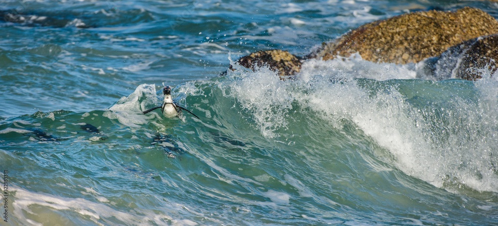 Fototapeta premium African penguins swim in the blue water of the ocean and foam of the surf.African penguin (Spheniscus demersus) also known as the jackass penguin and black-footed penguin.Boulders colony. South Africa