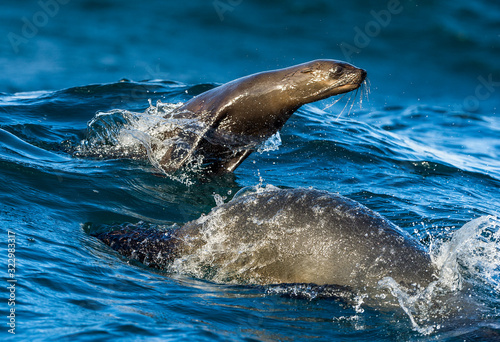 Seals swim and jumping out of water . Jumping Cape fur seal (Arctocephalus pusillus pusillus).