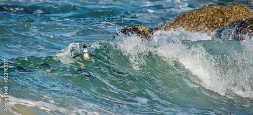 African penguins swim in the blue water of the ocean and foam of the surf.African penguin  Spheniscus demersus  also known as the jackass penguin and black-footed penguin.Boulders colony. South Africa