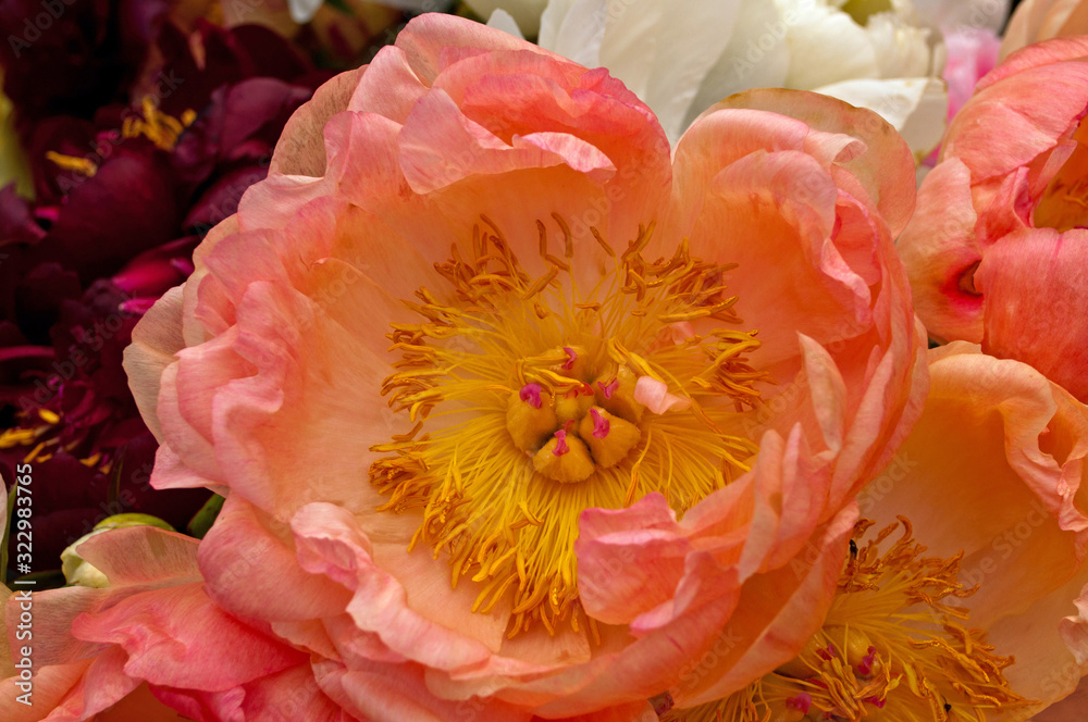 Zarte Blüten einer rosa Pfingstrose Zarte Blüten einer rosa Pfingstrose