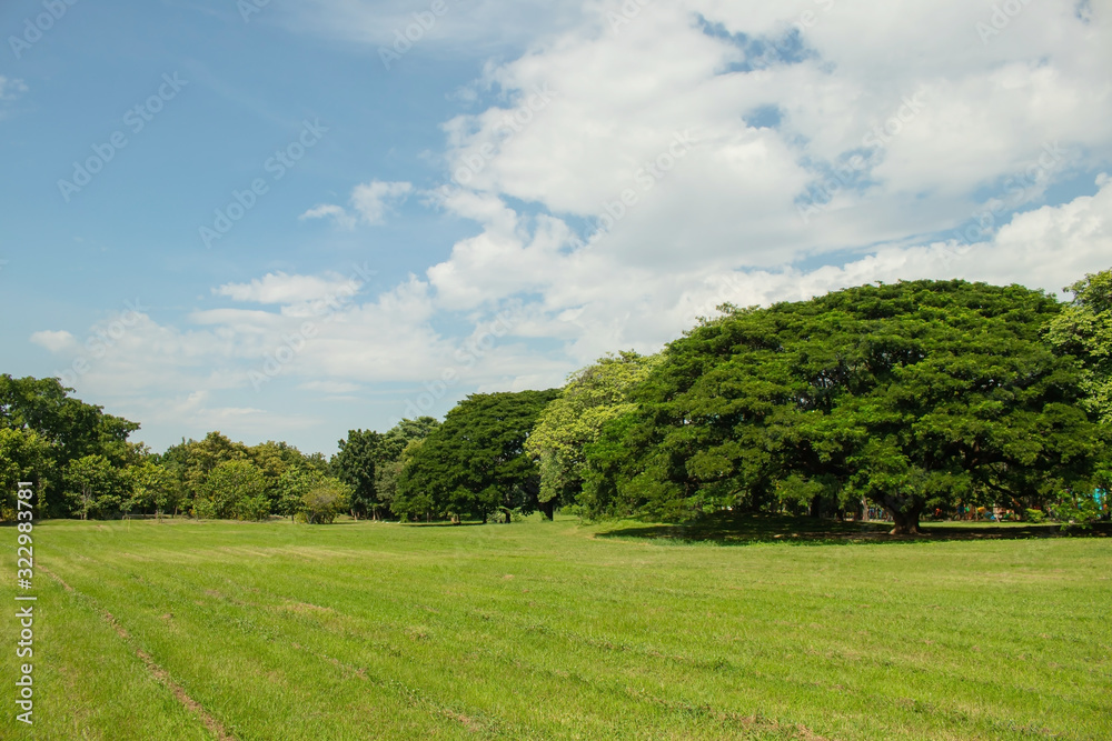 Beautiful of green lawn grass meadow field and trees in public park. Beautiful of green lawn grass meadow field and trees in public park.
