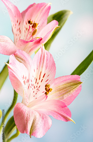 Closeup of a Pink Peruvian Lily