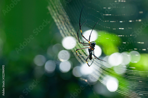 a spider web in  nature background