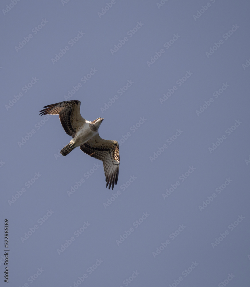 Obraz premium Pandion haliaetus 