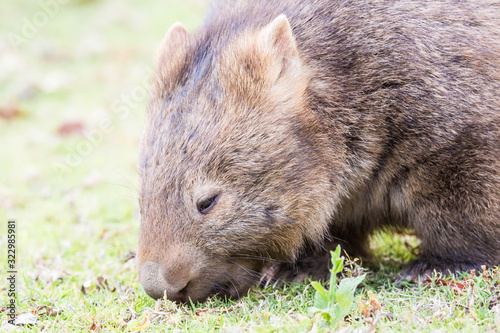 wilder Wombat im Abendlicht (Kangaroo Valley, Australien)