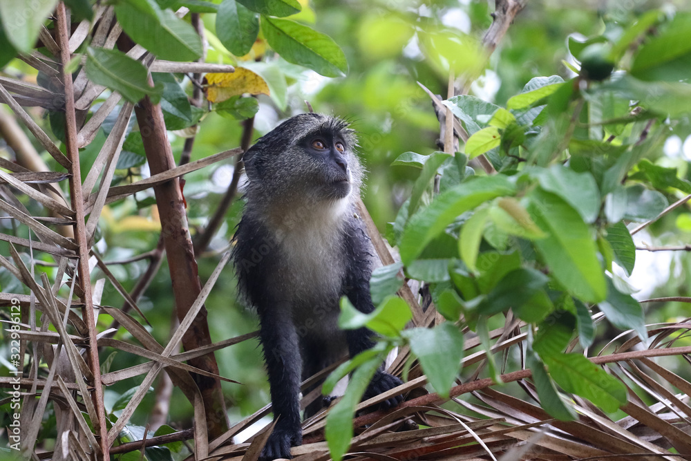 Fototapeta premium Blue monkey Cercopithecus mitis in Jozani rainforest Zanzibar