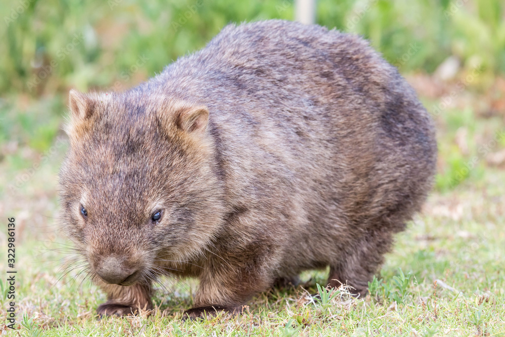 wilder Wombat im Abendlicht (Kangaroo Valley, Australien) wilder Wombat im Abendlicht (Kangaroo Valley, Australien)