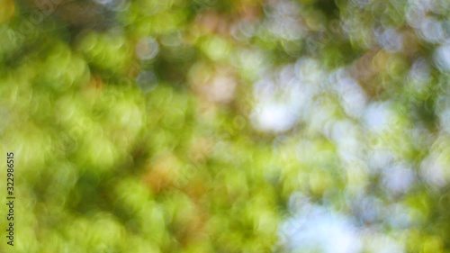 green bokeh light background. blurred tree park outdoor summer