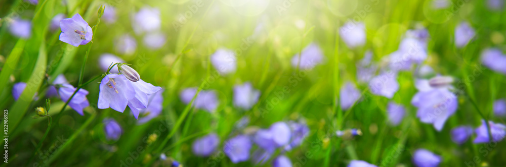 Bellflower or Campanula in sunlight. Spring background.