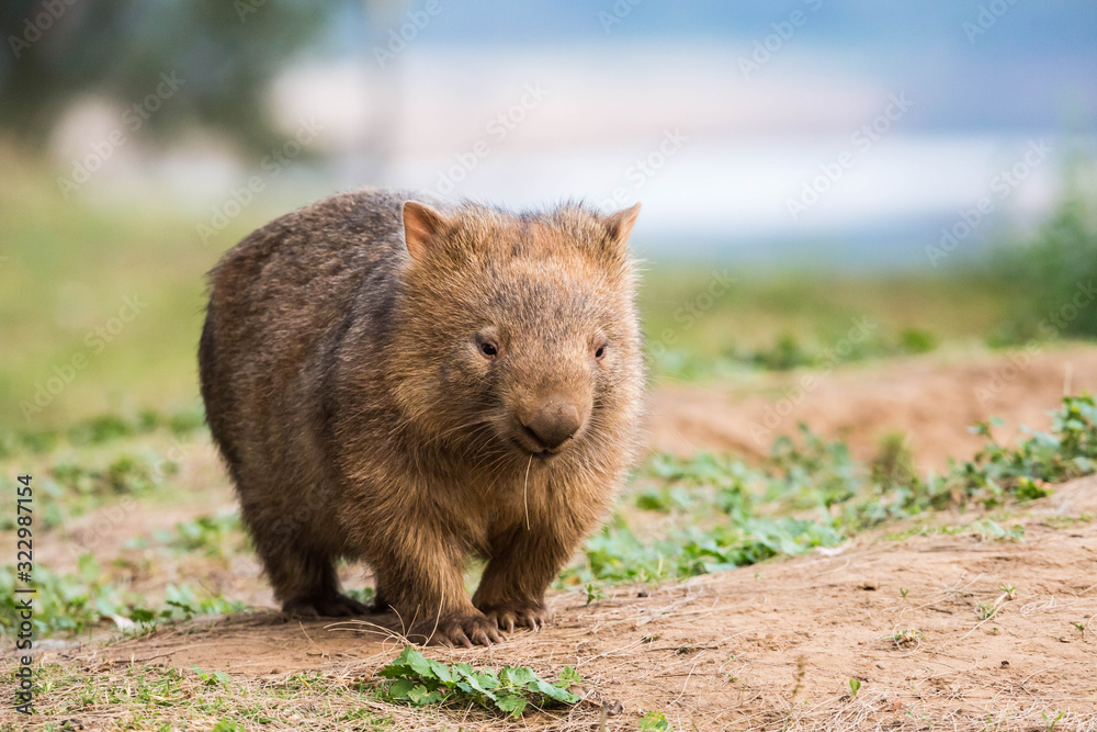 junger, wilder Wombat in Australien (Kangaroo Valley) junger, wilder Wombat in Australien (Kangaroo Valley)