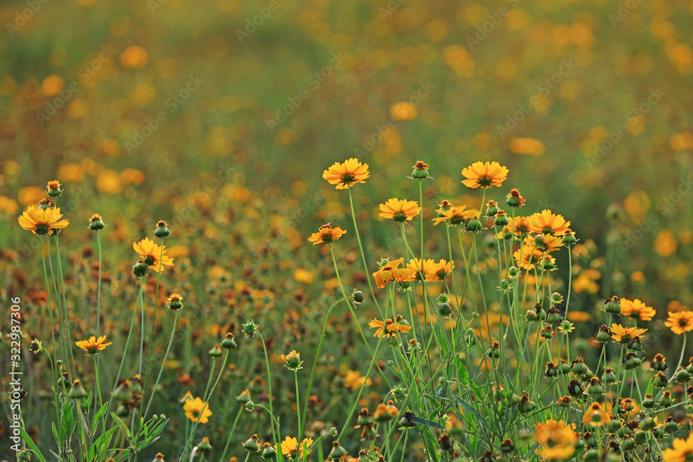 Obraz premium Coreopsis blossoms in a park
