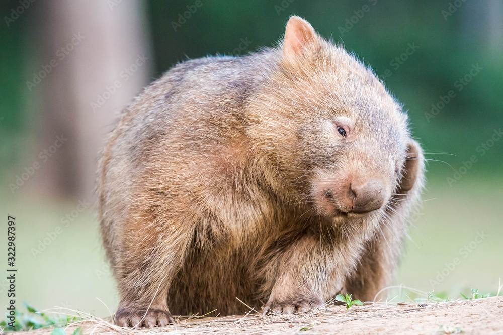 junger, wilder Wombat in Australien (Kangaroo Valley) junger, wilder Wombat in Australien (Kangaroo Valley)