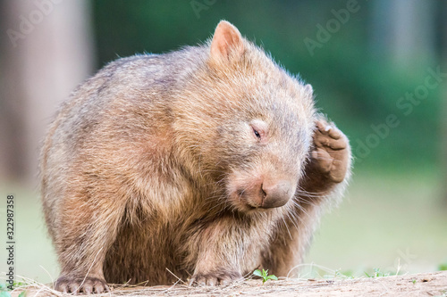 junger, wilder Wombat in Australien (Kangaroo Valley) photo