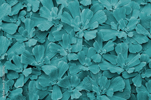Pistia stratiotes or water lettuce plant pattern. Blue toned floral background photo