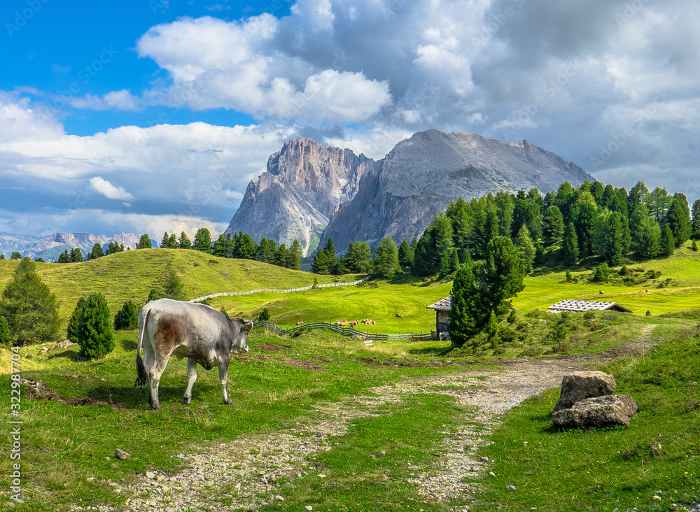 paesaggio di montagna, con mucca al pascolo sulle Alpi. Sullo sfondo il Sasso Piatto e Sasso Lungo - Alto Adige - Italia