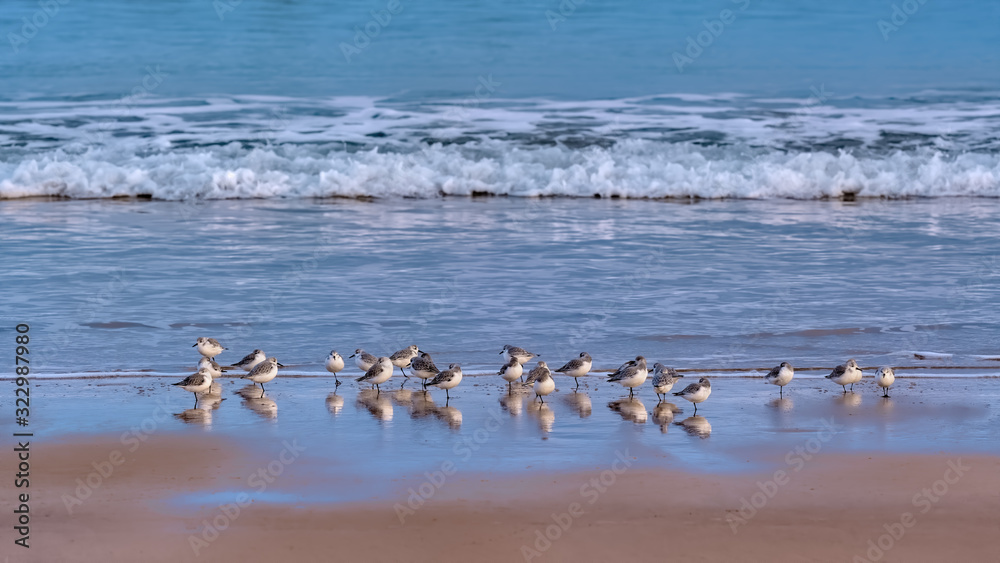 Fototapeta premium Sanderlings on the shores of a sandy beach, some with heads under their wings, and with gentle waves breaking and surf in the background