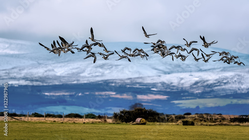 Pink Footed geese flying in a flock over farmland with snow on winter hills in the Highlands of Scotland photo