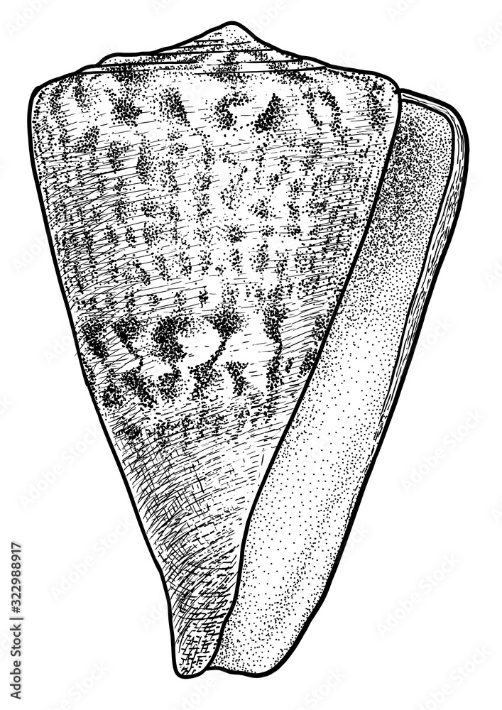 Captain cone shell illustration, drawing, engraving, ink, line art