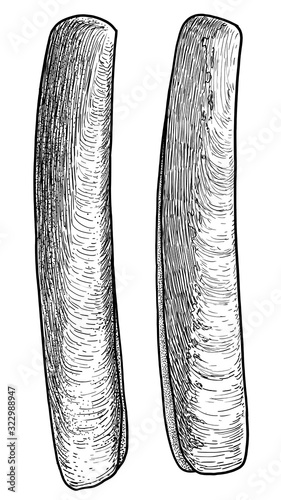 Razor shell illustration, drawing, engraving, ink, line art, vector