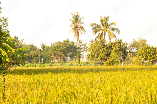 green Thai jasmine rice ,paddy in nature