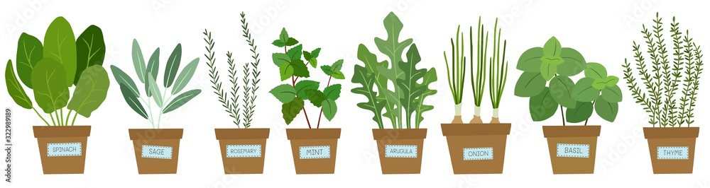 Set of potted herbs. Vector illustration. - obrazy, fototapety, plakaty 