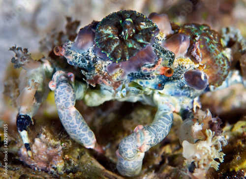 Decorator crab (Camposcia retusa) uses sponges, tunicate and algae to camouflage itself on coral reef in Thailand. This species is one of the most artistic crustaceans in tropical reef, Thailand