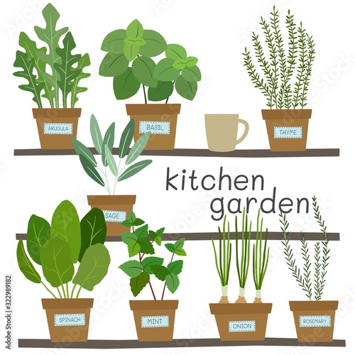 Potted herbs. Kitchen garden. Vector illustration.